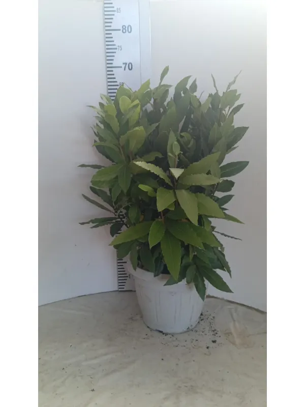 Laurus nobilis 25 V. 25 cm - Riviera Quality Societa' Agricola Cooperativa