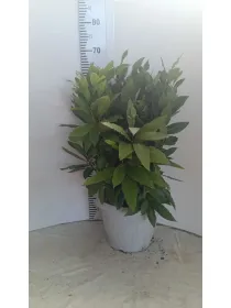 Laurus nobilis 25 V. 25 cm - Riviera Quality Societa' Agricola Cooperativa