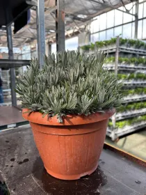 Lavanda 25 V. 25 cm - Riviera Quality Societa' Agricola Cooperativa