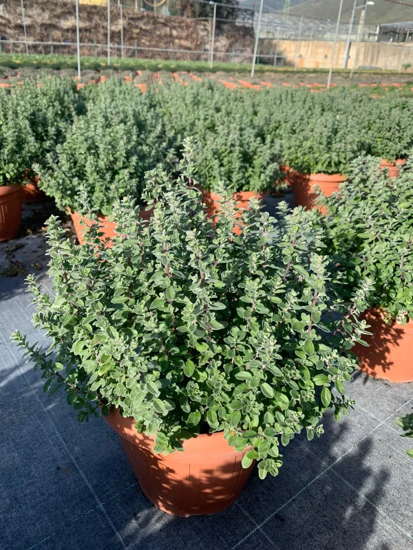 Maggiorana 25 V. 25 cm - Riviera Quality Societa' Agricola Cooperativa