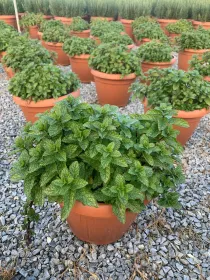 Menta 25 V. 25 cm - Riviera Quality Societa' Agricola Cooperativa