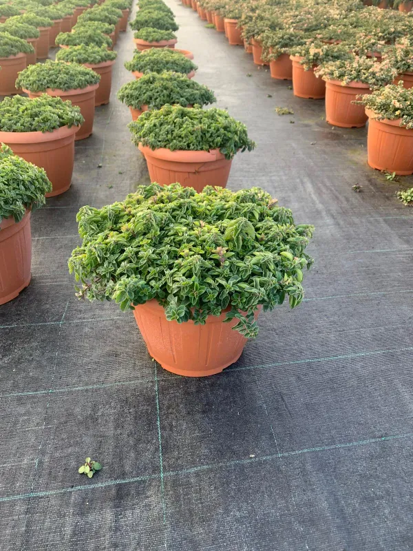 Origano 25 V. 25 cm - Riviera Quality Societa' Agricola Cooperativa