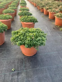 Origano 25 V. 25 cm - Riviera Quality Societa' Agricola Cooperativa