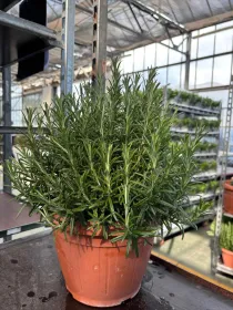 Rosmarino 25 V. 25 cm - Riviera Quality Societa' Agricola Cooperativa