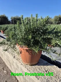 Rosmarino prostrato 25 V. 25 cm - Riviera Quality Societa' Agricola Cooperativa