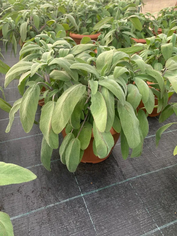 Salvia 25 V. 25 cm - Riviera Quality Societa' Agricola Cooperativa