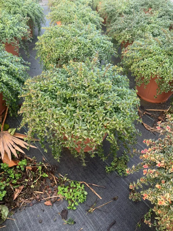 Santoreggia 25 V. 25 cm - Riviera Quality Societa' Agricola Cooperativa