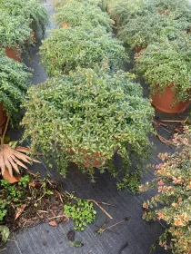 Santoreggia 25 V. 25 cm - Riviera Quality Societa' Agricola Cooperativa