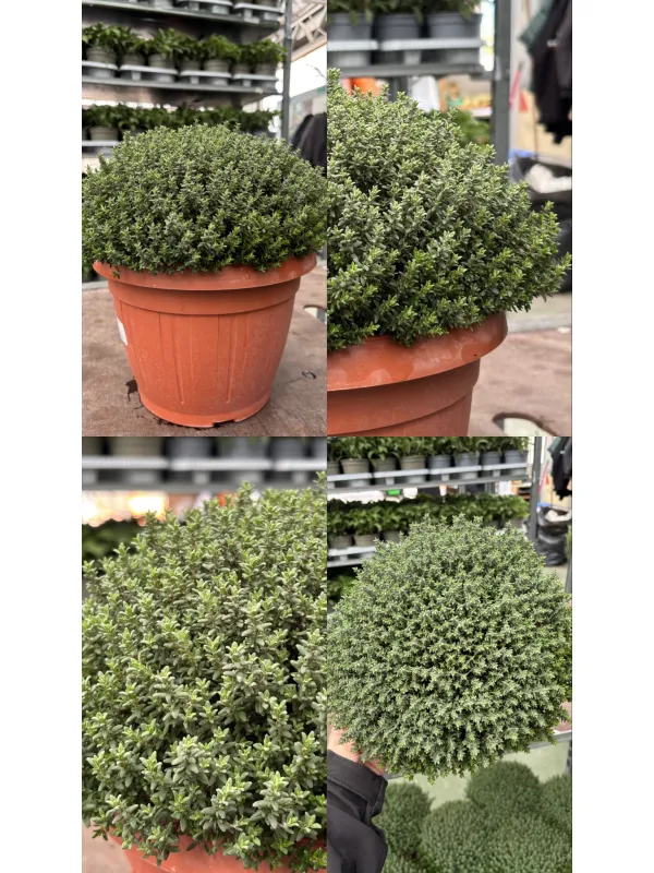 Timo 25 V. 25 cm - Riviera Quality Societa' Agricola Cooperativa