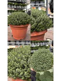 Timo 25 V. 25 cm - Riviera Quality Societa' Agricola Cooperativa