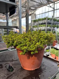 Timo aureo lemon 25 V. 25 cm - Riviera Quality Societa' Agricola Cooperativa