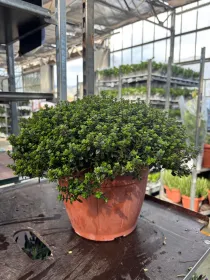 Timo citriodoro 25 V. 25 cm - Riviera Quality Societa' Agricola Cooperativa