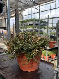 Timo foxlay 25 V. 25 cm - Riviera Quality Societa' Agricola Cooperativa