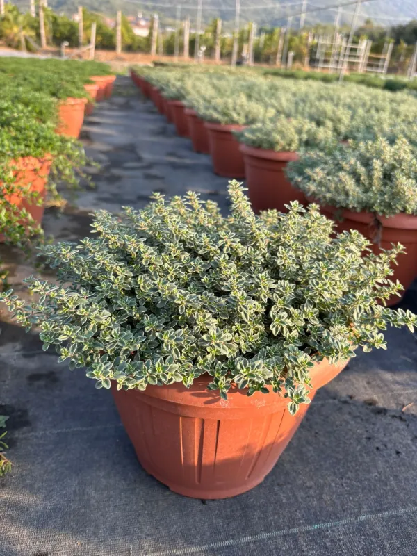 Timo lady d 25 V. 25 cm - Riviera Quality Societa' Agricola Cooperativa