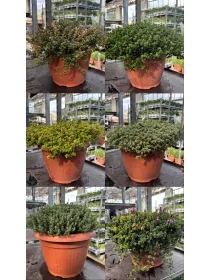 Timo mix 25 V. 25 cm - Riviera Quality Societa' Agricola Cooperativa