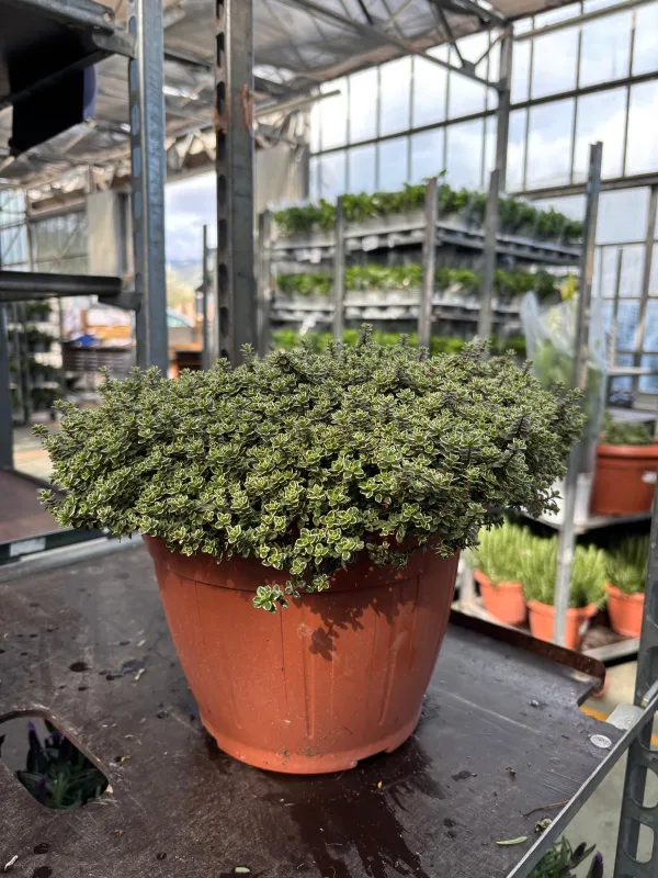 Timo silver queen 25 V. 25 cm - Riviera Quality Societa' Agricola Cooperativa