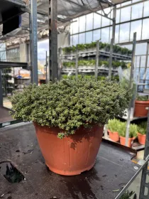 Timo silver queen 25 V. 25 cm - Riviera Quality Societa' Agricola Cooperativa