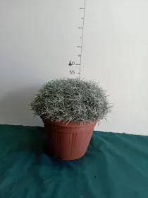 Helichrysum italicum 30 V. 35 cm - Riviera Quality Societa' Agricola Cooperativa