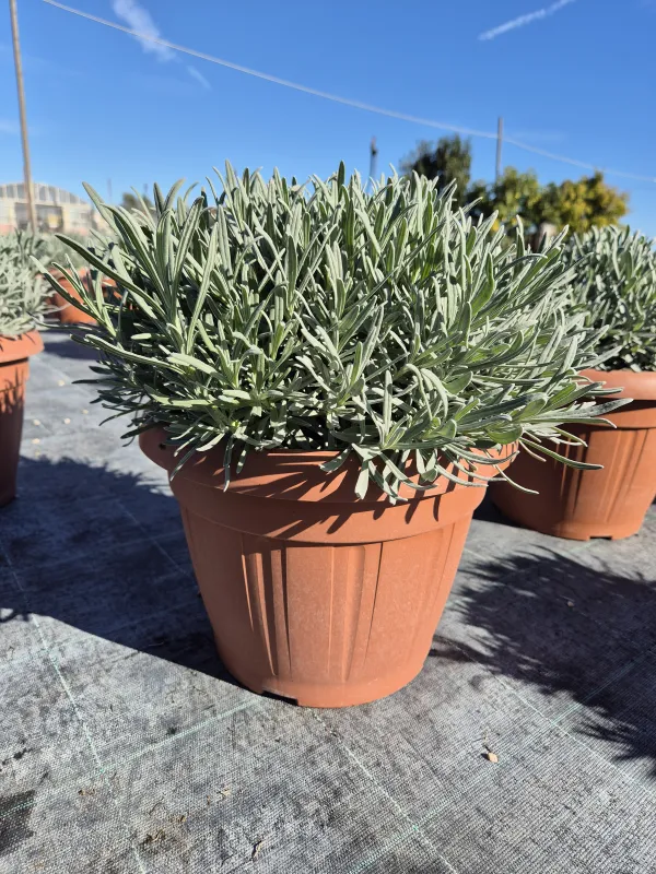 Lavanda 30 V. 30 cm - Riviera Quality Societa' Agricola Cooperativa