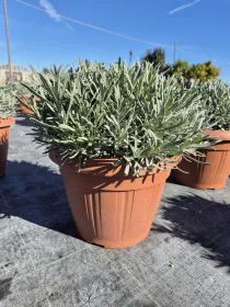 Lavanda 30 V. 30 cm - Riviera Quality Societa' Agricola Cooperativa