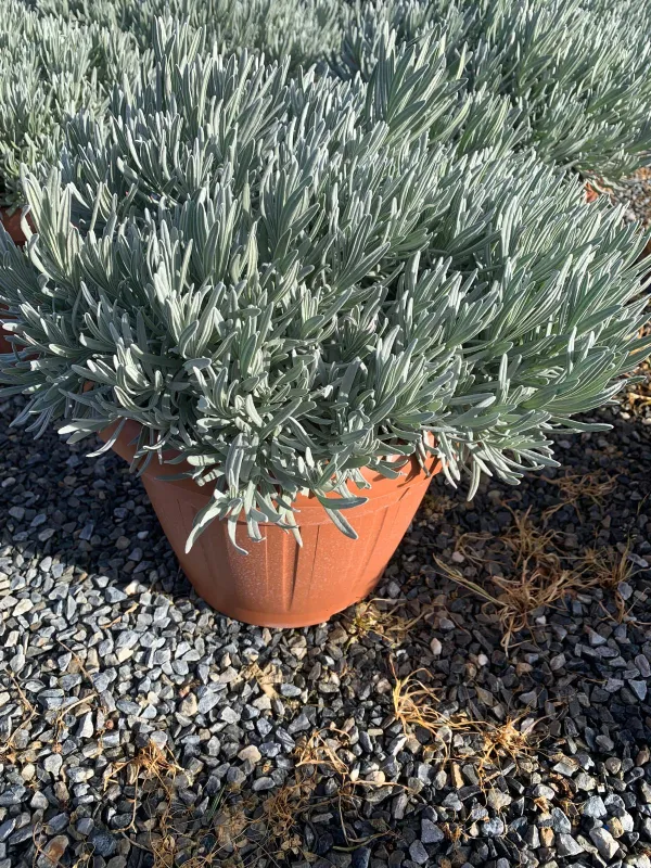 Lavanda 35 V. 35 cm - Riviera Quality Societa' Agricola Cooperativa