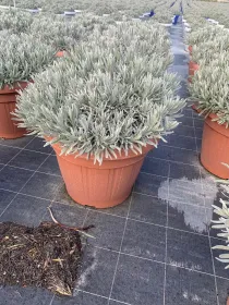 Lavanda 45 V. 45 cm - Riviera Quality Societa' Agricola Cooperativa