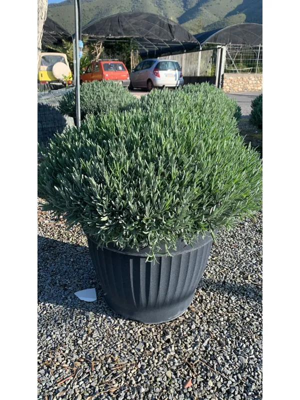 Lavanda 65 V. 65 cm - Riviera Quality Societa' Agricola Cooperativa