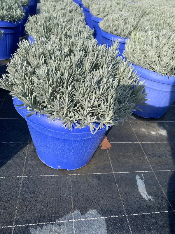 Lavanda x interm. (lavandino) 35 V. 35 cm - Riviera Quality Societa' Agricola Cooperativa