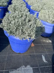 Lavanda x interm. (lavandino) 35 V. 35 cm - Riviera Quality Societa' Agricola Cooperativa