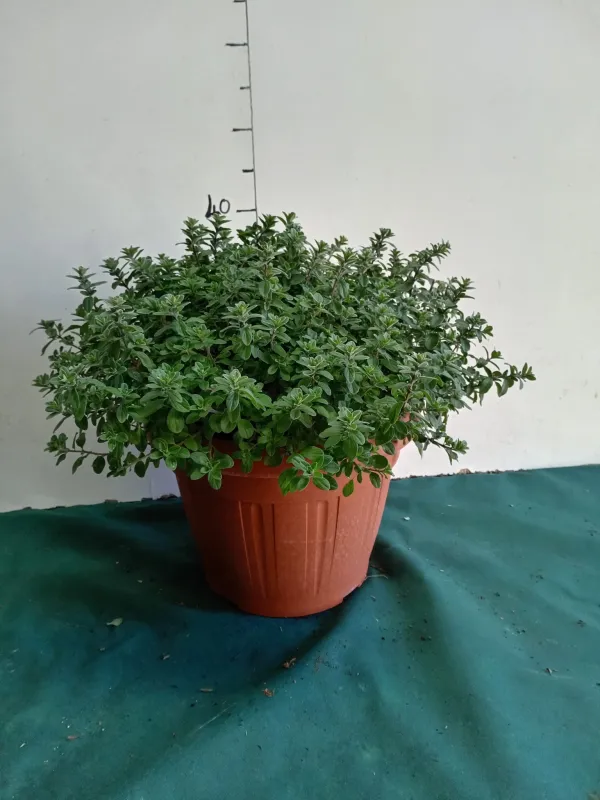 Maggiorana 30 V. 30 cm - Riviera Quality Societa' Agricola Cooperativa