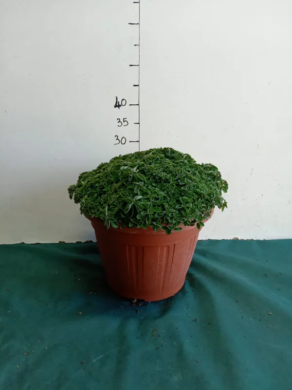 Origano 30 V. 30 cm - Riviera Quality Societa' Agricola Cooperativa