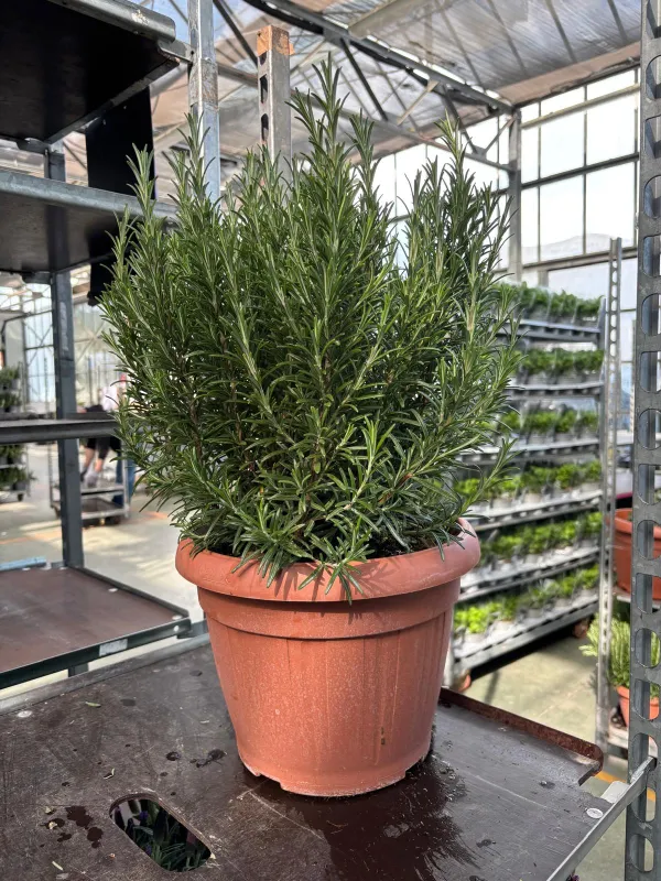 Rosmarino 30 V. 30 cm - Riviera Quality Societa' Agricola Cooperativa