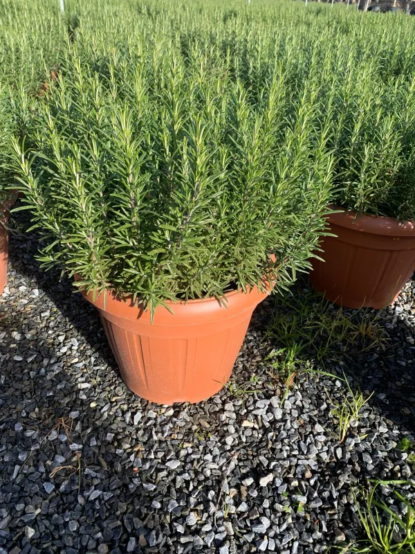 Rosmarino 35 V. 35 cm - Riviera Quality Societa' Agricola Cooperativa
