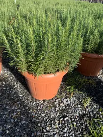 Rosmarino 35 V. 35 cm - Riviera Quality Societa' Agricola Cooperativa