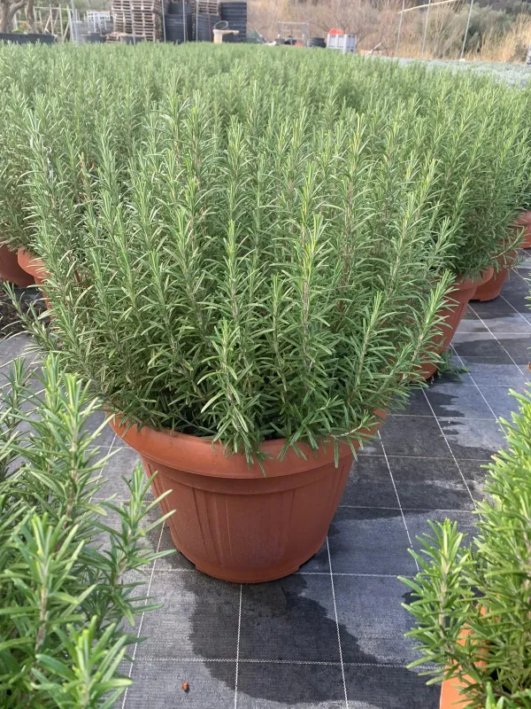 Rosmarino 45 V. 45 cm - Riviera Quality Societa' Agricola Cooperativa