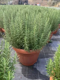 Rosmarino 45 V. 45 cm - Riviera Quality Societa' Agricola Cooperativa