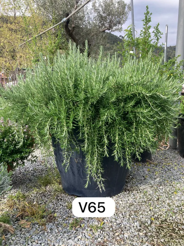 Rosmarino 60/65 V. 60 cm - Riviera Quality Societa' Agricola Cooperativa
