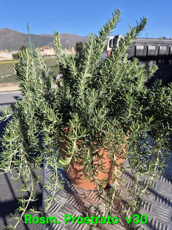 Rosmarino prostrato 30 V. 30 cm - Riviera Quality Societa' Agricola Cooperativa