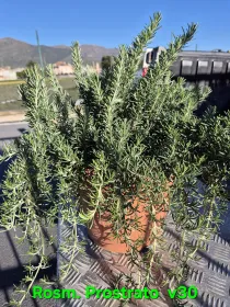 Rosmarino prostrato 30 V. 30 cm - Riviera Quality Societa' Agricola Cooperativa