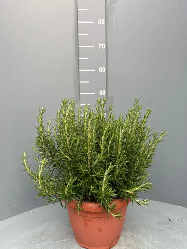 Rosmarino prostrato 35 V. 35 cm - Riviera Quality Societa' Agricola Cooperativa