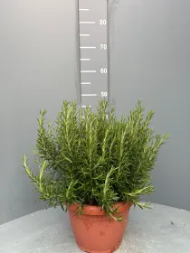 Rosmarino prostrato 35 V. 35 cm - Riviera Quality Societa' Agricola Cooperativa