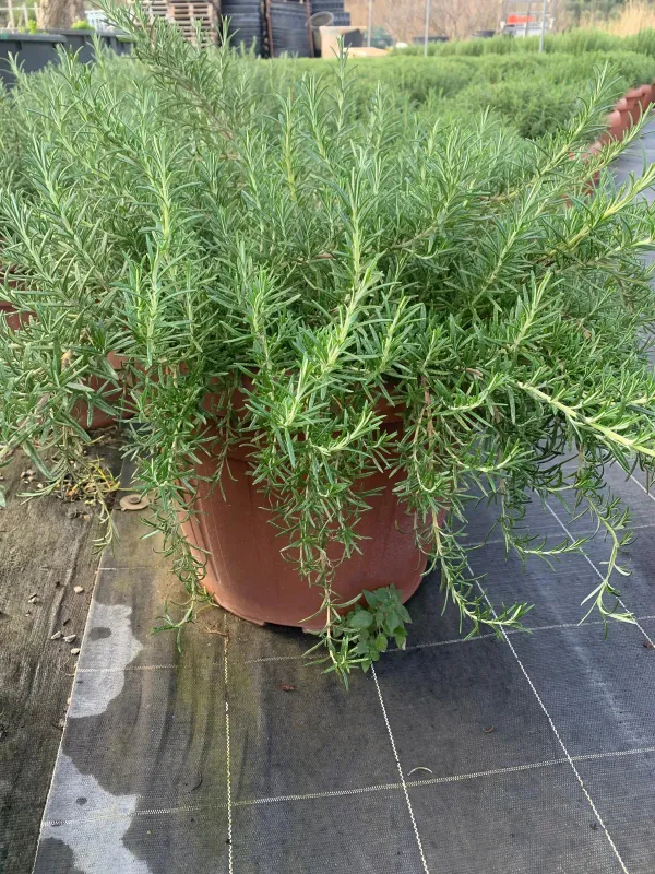 Rosmarino prostrato 45 V. 45 cm - Riviera Quality Societa' Agricola Cooperativa