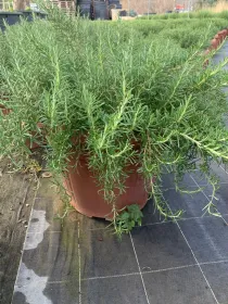 Rosmarino prostrato 45 V. 45 cm - Riviera Quality Societa' Agricola Cooperativa