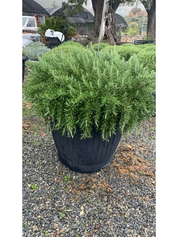 Rosmarino prostrato 65 V. 65 cm - Riviera Quality Societa' Agricola Cooperativa