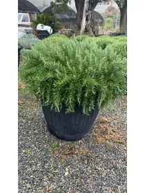 Rosmarino prostrato 65 V. 65 cm - Riviera Quality Societa' Agricola Cooperativa