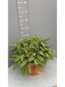 Salvia 30 V. 30 cm - Riviera Quality Societa' Agricola Cooperativa