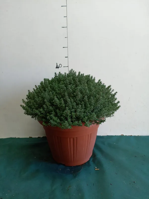 Timo 30 V. 30 cm - Riviera Quality Societa' Agricola Cooperativa