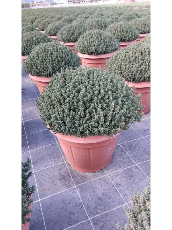 Timo 35 V. 35 cm - Riviera Quality Societa' Agricola Cooperativa