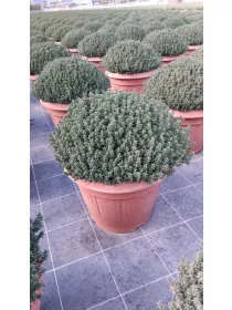 Timo 35 V. 35 cm - Riviera Quality Societa' Agricola Cooperativa