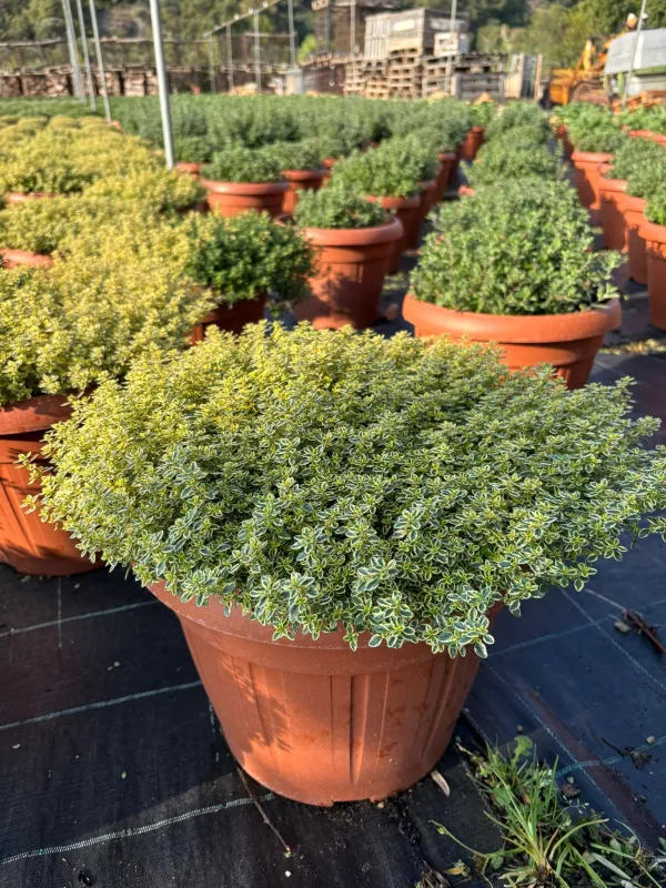 Timo aureo 35 V. 35 cm - Riviera Quality Societa' Agricola Cooperativa